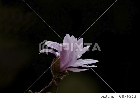 コブシの花 コブシの花 6876553