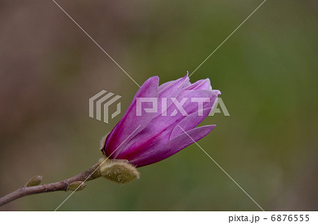 コブシのつぼみ コブシのつぼみ 6876555