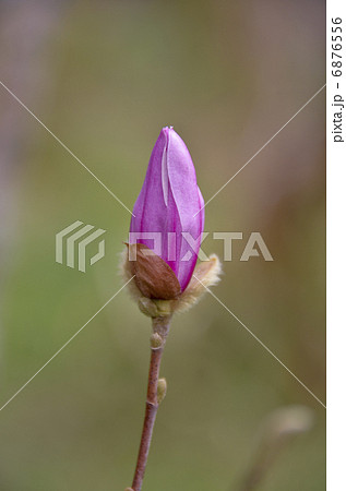 コブシのつぼみ コブシのつぼみ 6876556