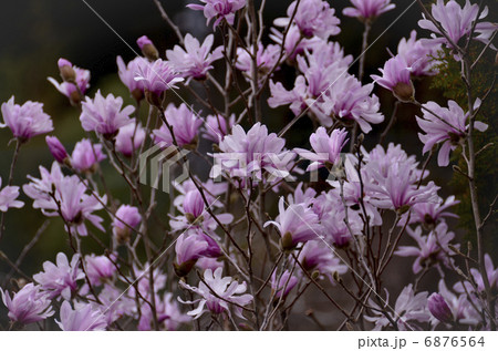 コブシの花 コブシの花 6876564