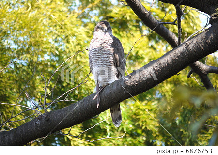 希少野生動植物種オオハヤブサ(正面):隼 希少野生動植物種オオハヤブサ(正面):隼 6876753