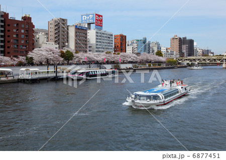 吾妻橋より桜満開の隅田公園と隅田川の遊覧船を臨む 6877451