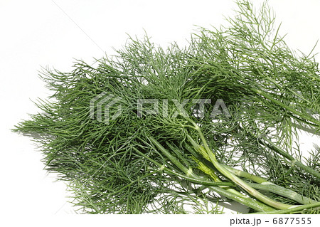 ラオスコリアンダー パクチーラオ タイ食材 タイ王国 ラオスコリアンダー パクチーラオ タイ食材 タイ王国 6877555