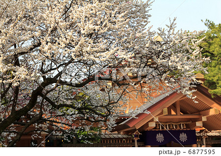 初春の熱田神宮 6877595