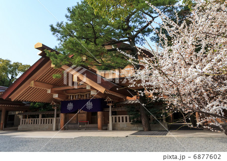 熱田神宮　神楽殿と梅 6877602