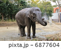 象の水浴び 6877604