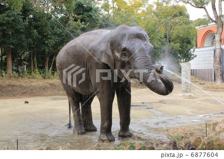 象の水浴び 6877604