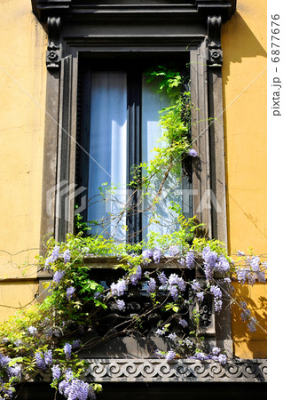 窓辺の藤 6877676