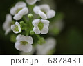 白い花 6878431