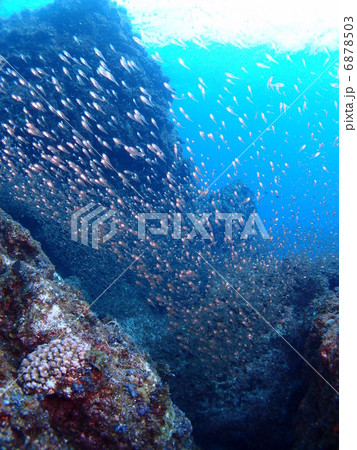 スケルトンな小魚の群れ スケルトンな小魚の群れ 6878503