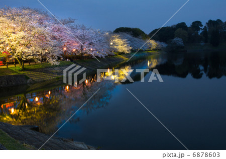 立岡自然公園 全国お花見900景の写真素材