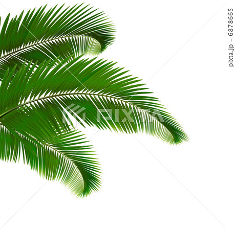 Palm Leaves On White Background Vector のイラスト素材