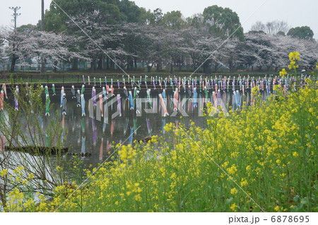 館林の桜とこいのぼり 館林の桜とこいのぼり 6878695