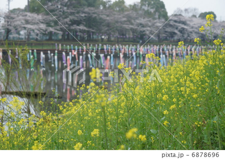 館林の桜とこいのぼり 館林の桜とこいのぼり 6878696