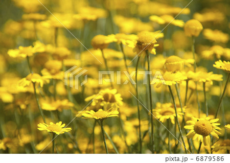 ダイヤーズカモミール 6879586