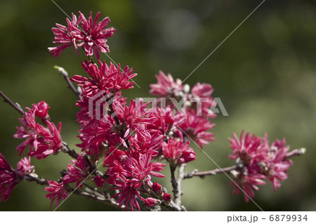 菊桃の花 6879934
