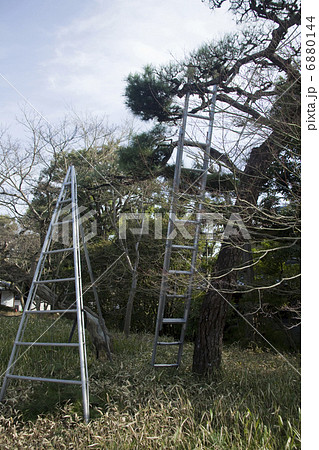 松の剪定 6880144