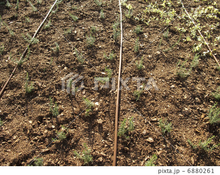 花壇の自動散水ホース 花壇の自動散水ホース 6880261