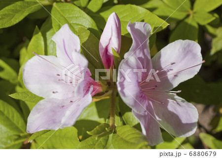 ヒラドマツツジ 6880679