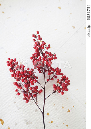 ウメモドキ 6881754