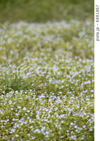 春の草原の写真素材 [6881867] - PIXTA