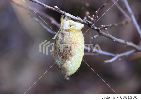 ヤママユの繭 ヤママユの繭 6881980