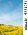 菜の花と青空 6881981