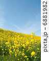 菜の花と青空 6881982