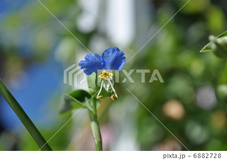 つゆ草 6882728