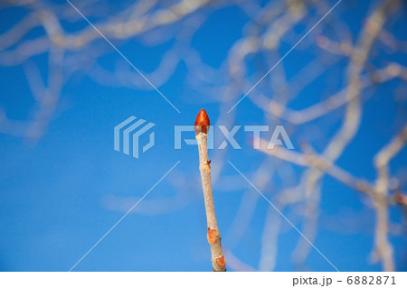 木の芽 6882871