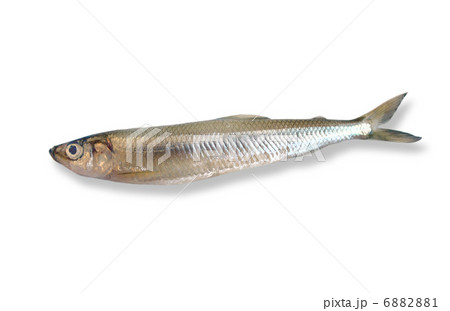 ワカサギ 6882881