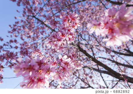 満開のオカメザクラ 6882892