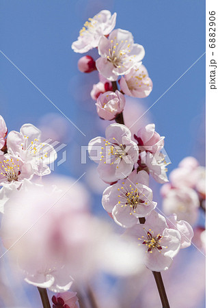 アンズの花 6882906