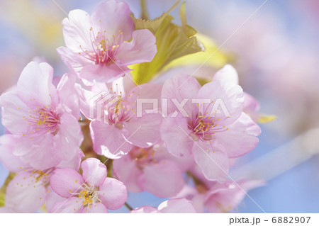 満開のカワヅザクラ 6882907