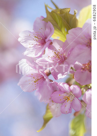 満開のカワヅザクラ 6882908