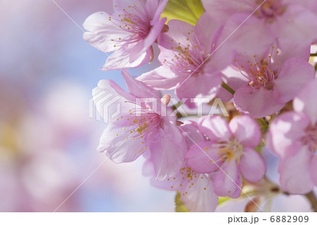 満開のカワヅザクラ 満開のカワヅザクラ 6882909