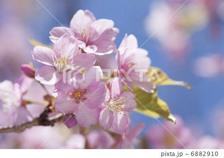 満開のカワヅザクラ 6882910