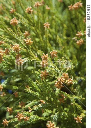 スギの雄花 6882911