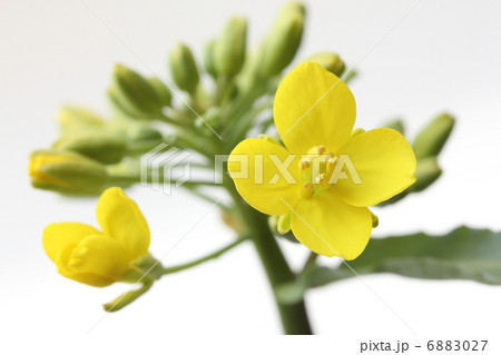 菜の花 6883027
