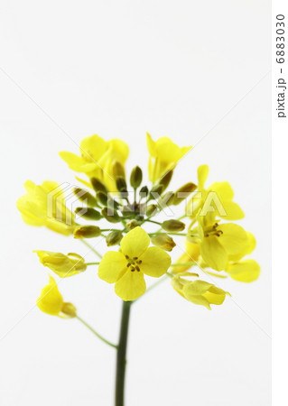 菜の花 6883030