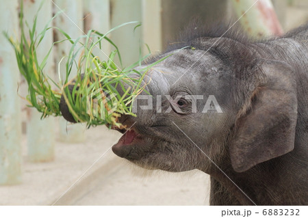 生後２ヶ月のアジアゾウの赤ちゃん 6883232
