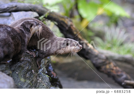 カワウソ 6883258