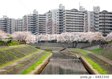柏尾川の桜並木（神奈川県横浜市戸塚区矢部町） 6883300