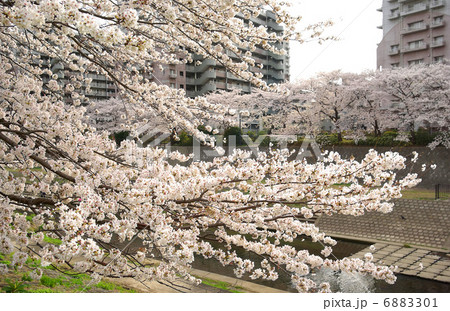 柏尾川の桜並木(神奈川県横浜市戸塚区矢部町) 柏尾川の桜並木(神奈川県横浜市戸塚区矢部町) 6883301