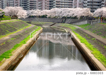 柏尾川の桜並木 柏尾川の桜並木 6883303