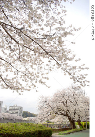 柏尾川の桜並木(神奈川県横浜市戸塚区矢部町) 柏尾川の桜並木(神奈川県横浜市戸塚区矢部町) 6883305