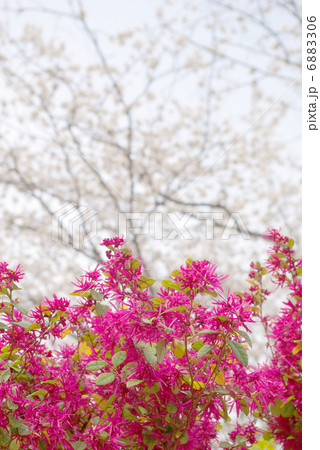 紅花常盤万作の花と桜の背景 紅花常盤万作の花と桜の背景 6883306
