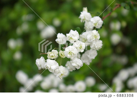 シジミバナの白い花 6883308