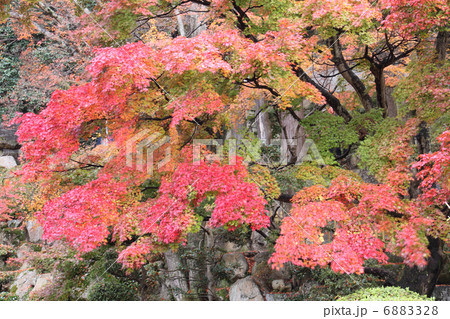 秋の四国霊場第88番札所「大窪寺」庫裏前の紅葉 6883328