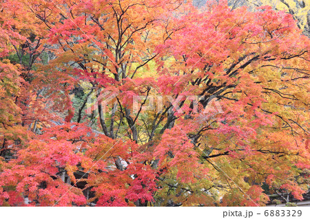 秋の四国霊場第88番札所「大窪寺」庫裏前の紅葉 6883329